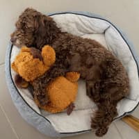 Photo of Milo Russelton