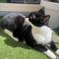 Photo of Zozo ❤️😻