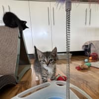 Photo of Jackson   Available 5/1/2026