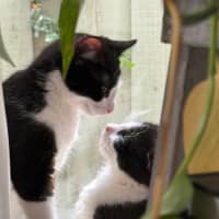 Photo of Cookie & Cream