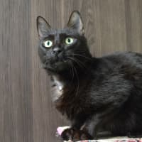 Photo of Peanut Now Loki