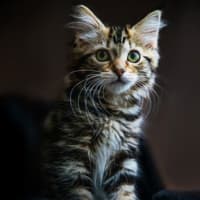 Photo of Marshmallow