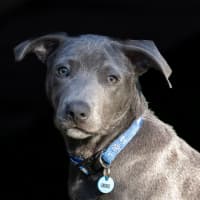 Photo of Blaze
