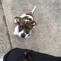 Photo of Delilah 