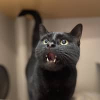 Photo of Soot