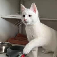 Photo of Flake