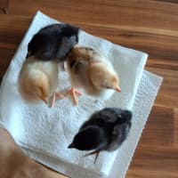 Photo of 4 X Roosters Nibbles  Kentucky  Nugget  Popcorn