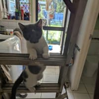 Photo of Schmoo