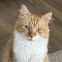 Photo of Chester 