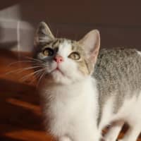 Photo of Magnolia
