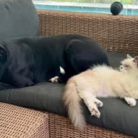 Photo of Tasha *$350 Adoption Fee*