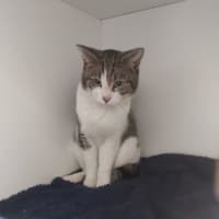 Photo of Shadow