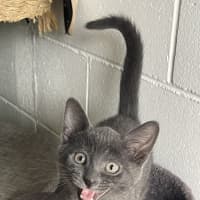 Photo of Odin