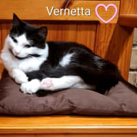Photo of Vernetta