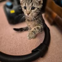 Photo of Pesto