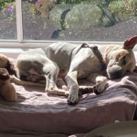 Photo of Sadie   2 Year Old Cattle Dog X