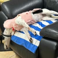 Photo of Pepper