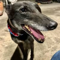 Photo of Jenny, They Greyhound