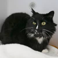 Photo of Comet Sta012518