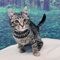 Photo of Bruce Lee   Located In Meadow Heights