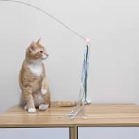 Photo of Scotty   Located In Preston