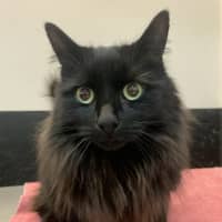 Photo of Monsieur Chat