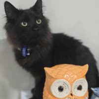 Photo of Minch   6 Month Old Domestic Mediumhair