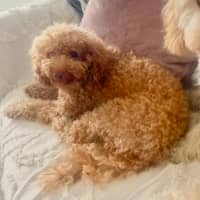 Photo of Shortcake