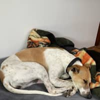 Photo of Jeena (Precious)