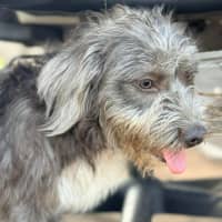 Photo of Sylvia
