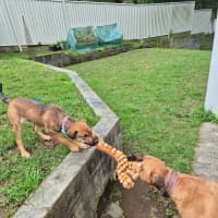 Photo of Bee   5 Month Old Ridgeback X