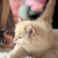 Photo of Oats Meet Me @Petstock Carrum Downs Store