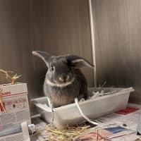 Photo of Benji