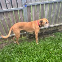 Photo of Delilah