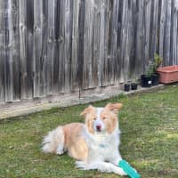 Photo of Lucky