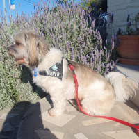 Photo of Ollie & Marlo   10 & 7 Year Old Cavoodle (Trial)