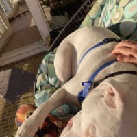 Photo of Casper   11 Month Old Staffy X