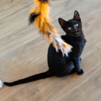 Photo of Cuddle Monkey