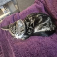 Photo of Sahara *9 Lives Project Rescue*