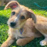 Photo of Cinnamon