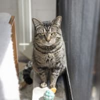 Photo of Purcey (Previously Pilot)