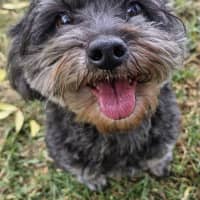 Photo of Corriander & Cilantro