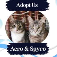 Photo of Aero And Spyro