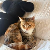 Photo of Juno