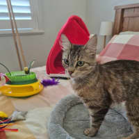 Photo of Daisy