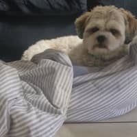 Photo of Peaches