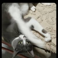 Photo of Myrtle* 9 Lives Project Rescue*