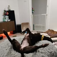 Photo of Eve, The Greyhound
