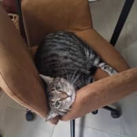 Photo of Tilly (Was Petal)