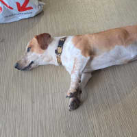 Photo of Cobby